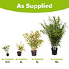 Fargesia rufa Fountain Bamboo