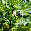 Hardy Fig Brown Turkey Standard Trees Hardy Fig Brown Turkey Standard Trees