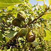 Hardy Fig Brown Turkey Standard Trees Hardy Fig Brown Turkey Standard Trees