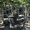 Hardy Fig Brown Turkey Standard Trees Hardy Fig Brown Turkey Standard Trees