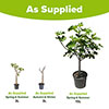 Hardy Fig Brown Turkey Standard Trees Hardy Fig Brown Turkey Standard Trees