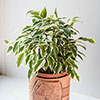 Weeping Fig Kinky Jute Weeping Fig Kinky Jute