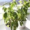 Weeping Fig Kinky Jute Weeping Fig Kinky Jute