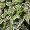Weeping Fig Kinky Jute Weeping Fig Kinky Jute