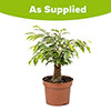 Weeping Fig Kinky Jute Weeping Fig Kinky Jute