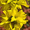 Easter Tree Forsythia Mikador