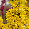 Easter Tree Forsythia Mikador