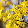 Easter Tree Forsythia Mikador