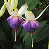 Hardy Fuchsia Deltas Sarah Hardy Fuchsia Deltas Sarah