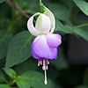 Hardy Fuchsia Deltas Sarah Hardy Fuchsia Deltas Sarah