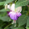 Hardy Fuchsia Deltas Sarah Hardy Fuchsia Deltas Sarah