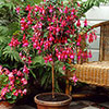 Flowering Fuchsia Tree Flowering Fuchsia Tree