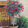 Flowering Fuchsia Tree Flowering Fuchsia Tree