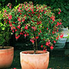Flowering Fuchsia Tree Flowering Fuchsia Tree