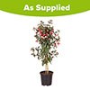 Flowering Fuchsia Tree Flowering Fuchsia Tree