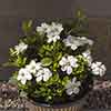 Gardenia jasminoides Kleims Hardy Gardenia jasminoides Kleims Hardy