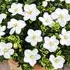 Gardenia jasminoides Kleims Hardy Gardenia jasminoides Kleims Hardy