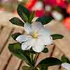Gardenia jasminoides Kleims Hardy Gardenia jasminoides Kleims Hardy