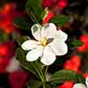Gardenia jasminoides Kleims Hardy Gardenia jasminoides Kleims Hardy