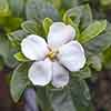 Gardenia jasminoides Kleims Hardy Gardenia jasminoides Kleims Hardy