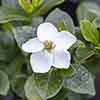 Gardenia jasminoides Kleims Hardy Gardenia jasminoides Kleims Hardy