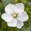 Gardenia jasminoides Kleims Hardy Gardenia jasminoides Kleims Hardy