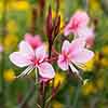 Gaura lindheimeri Siskiyou Pink Gaura lindheimeri Siskiyou Pink