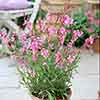 Gaura lindheimeri Siskiyou Pink Gaura lindheimeri Siskiyou Pink