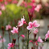 Gaura lindheimeri Siskiyou Pink Gaura lindheimeri Siskiyou Pink