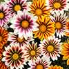 Gazania Firecracker Mix 