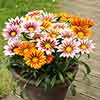 Gazania Firecracker Mix 