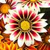 Gazania Firecracker Mix 