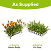 Gazania Firecracker Mix Gazania Firecracker Mix