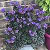 Geranium (Hardy) Storm Cloud Geranium (Hardy) Storm Cloud