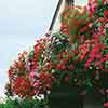 Geranium Decora Balcony Mix Geranium Decora Balcony Mix