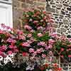 Geranium Decora Balcony Mix Geranium Decora Balcony Mix