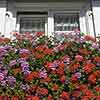 Geranium Decora Balcony Mix Geranium Decora Balcony Mix