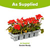 Geranium Fire Queen Geranium Fire Queen