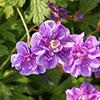 Geranium himalayense Plenum Geranium himalayense Plenum