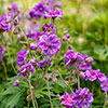 Geranium himalayense Plenum Geranium himalayense Plenum