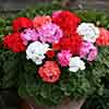Geranium Parade 