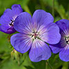 Geranium Rozanne - RHS Plant of the Centenary