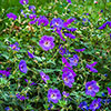 Geranium Rozanne - RHS Plant of the Centenary