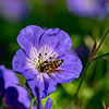 Geranium Rozanne - RHS Plant of the Centenary