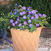 Geranium Rozanne - RHS Plant of the Centenary