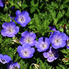 Geranium Rozanne - RHS Plant of the Centenary