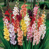 Glamorous Gladioli Glamorous Gladioli