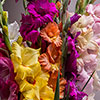 Glamorous Gladioli Glamorous Gladioli