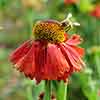 Helenium Moerheim Beauty Helenium Moerheim Beauty