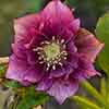 Hellebore Double Ellen Red 